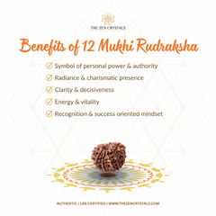 Benefits of 12 Mukhi Rudraksha with a rudraksha bead on a decorative background, featuring The Zen Crystals brand.