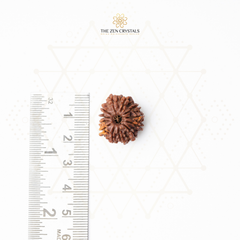 12 mukhi Rudraksha seed next to a ruler on a white background with 'The Zen Crystals' branding.