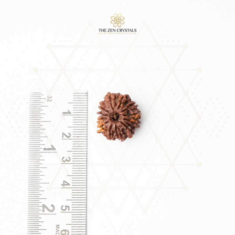 12 mukhi Rudraksha seed next to a ruler on a white background with 'The Zen Crystals' branding.