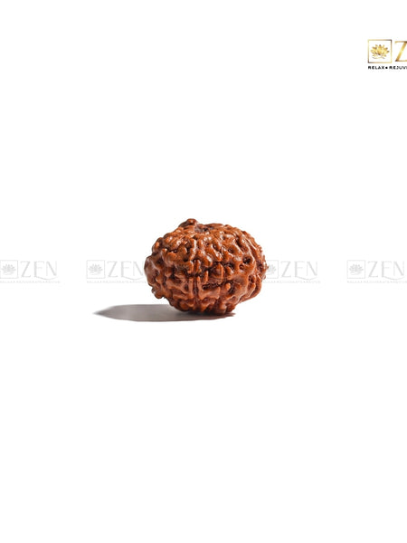 Ten Mukhi Indonesian Rudraksha | The Zen Crystals