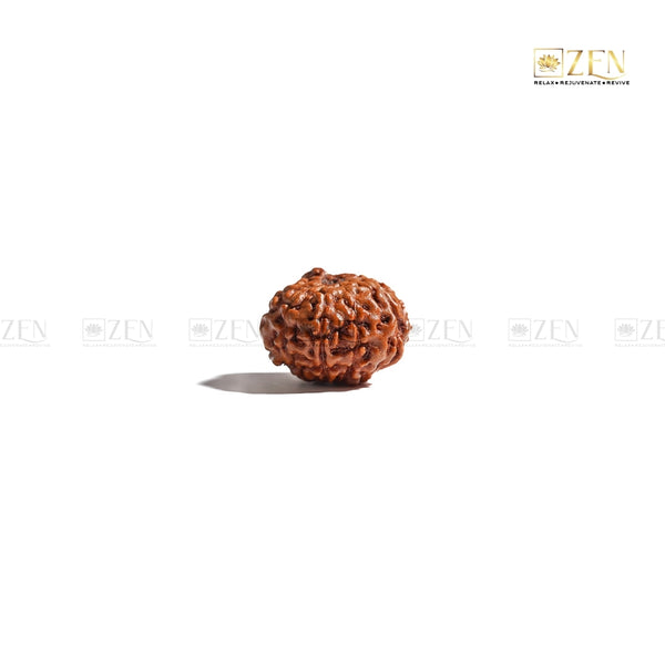 Ten Mukhi Indonesian Rudraksha | The Zen Crystals