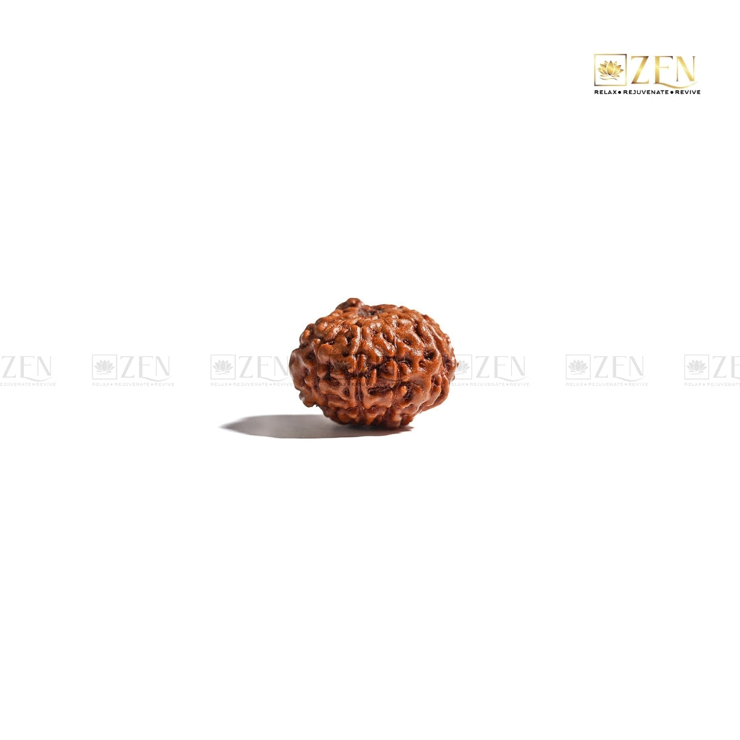 Ten Mukhi Indonesian Rudraksha | The Zen Crystals