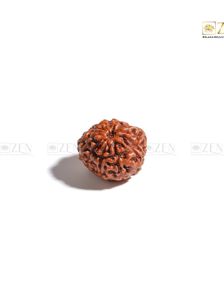 10 Mukhi Indonesian Rudraksha | The Zen Crystals
