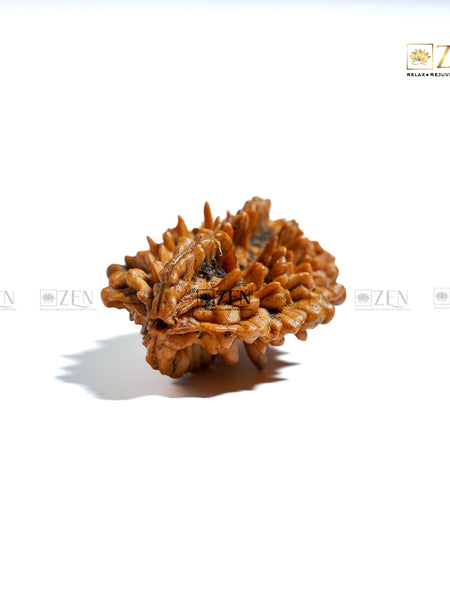 do mukhi rudraksha  | The Zen Crystals