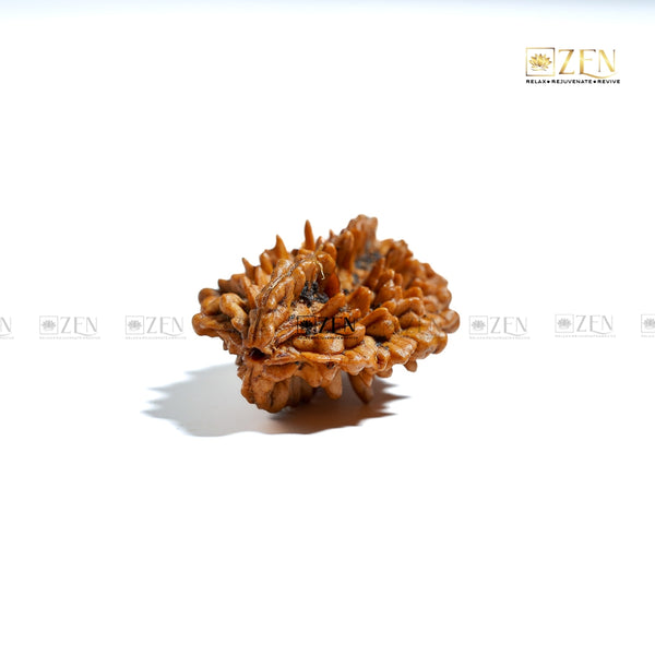 do mukhi rudraksha  | The Zen Crystals