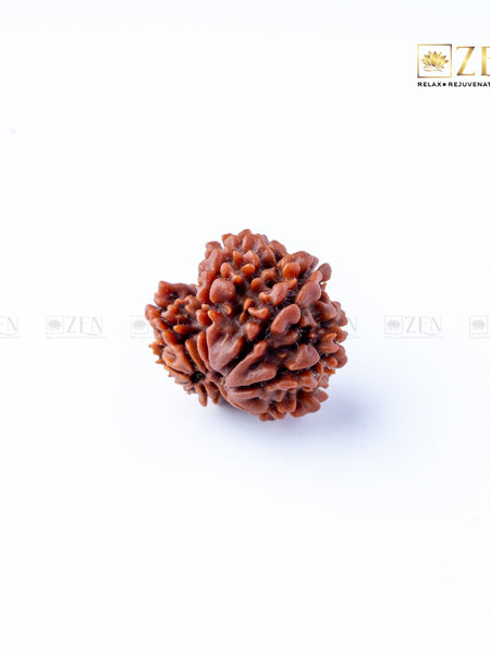 Gauri Shankar Rudraksha - Nepal | the zen crystals