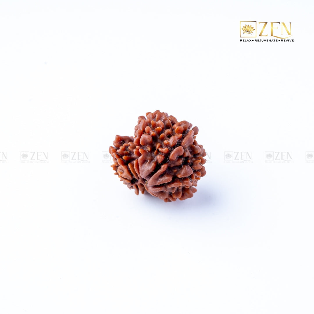 Gauri Shankar Rudraksha - Nepal | the zen crystals