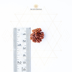 gauri shankar Rudraksha seed next to a ruler on a white background with 'The Zen Crystals' branding.