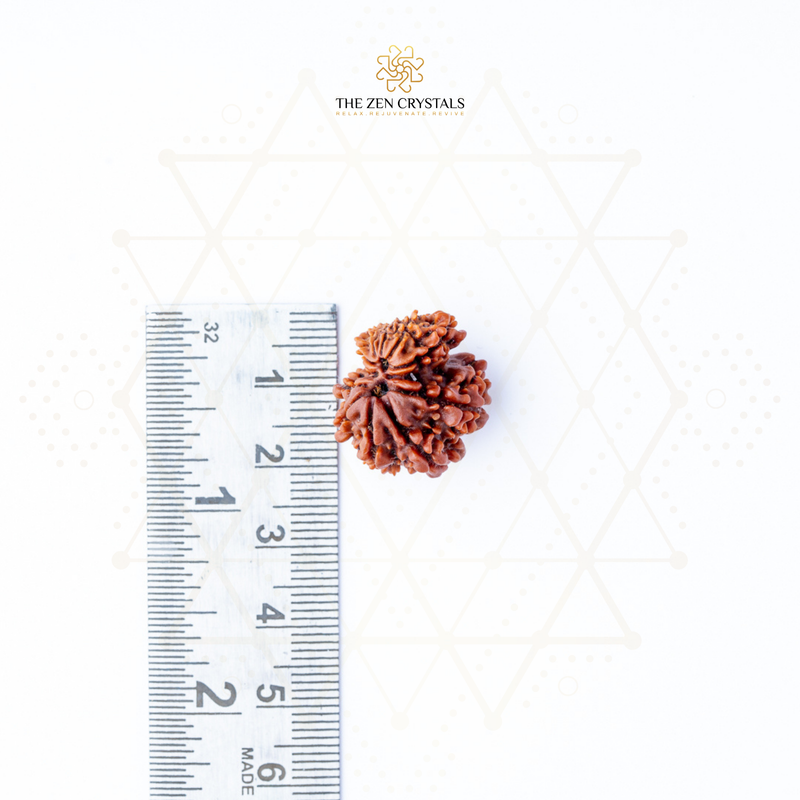 gauri shankar Rudraksha seed next to a ruler on a white background with 'The Zen Crystals' branding.