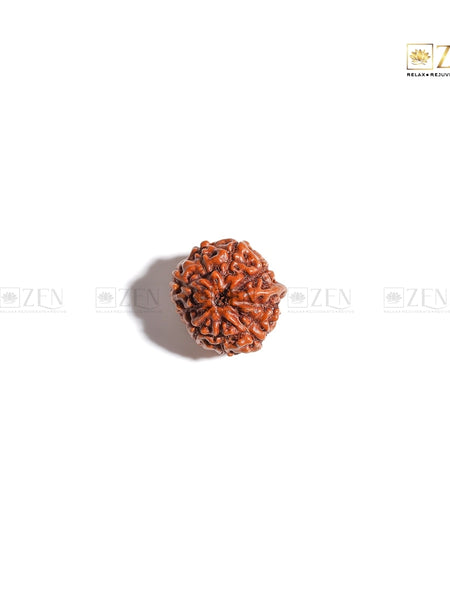 Certified 10 Mukhi Indonesian Rudraksha | The Zen Crystals