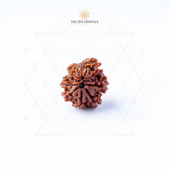 nepali gauri shankar rudraksha on a white background with 'The Zen Crystals' logo.
