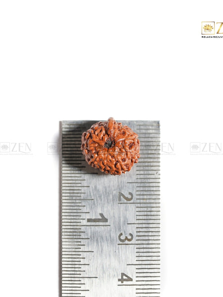 Authentic 10 Mukhi Indonesian Rudraksha | The Zen Crystals