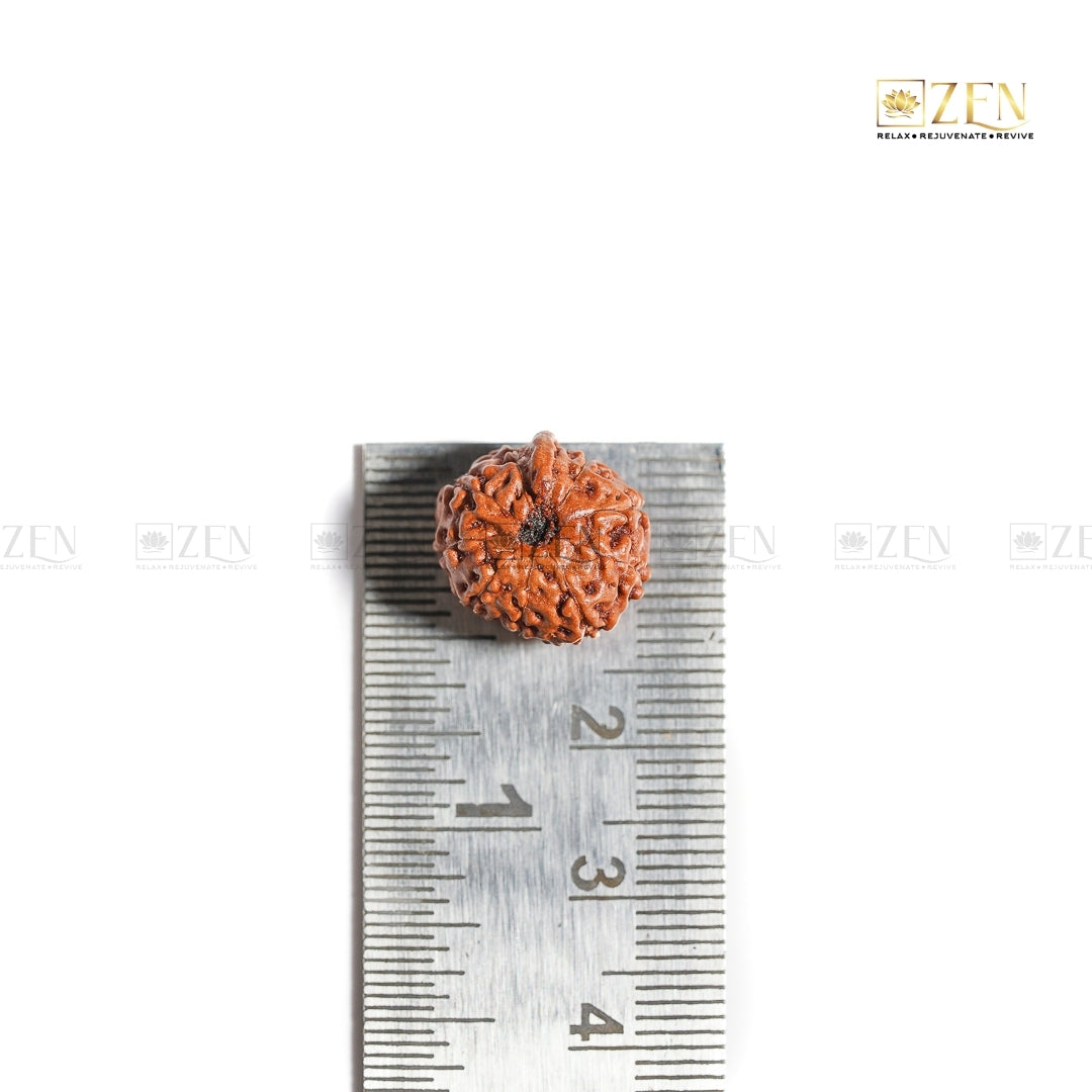 Authentic 10 Mukhi Indonesian Rudraksha | The Zen Crystals