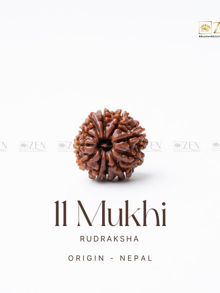 11 mukhi rudraksha | the zen crystals