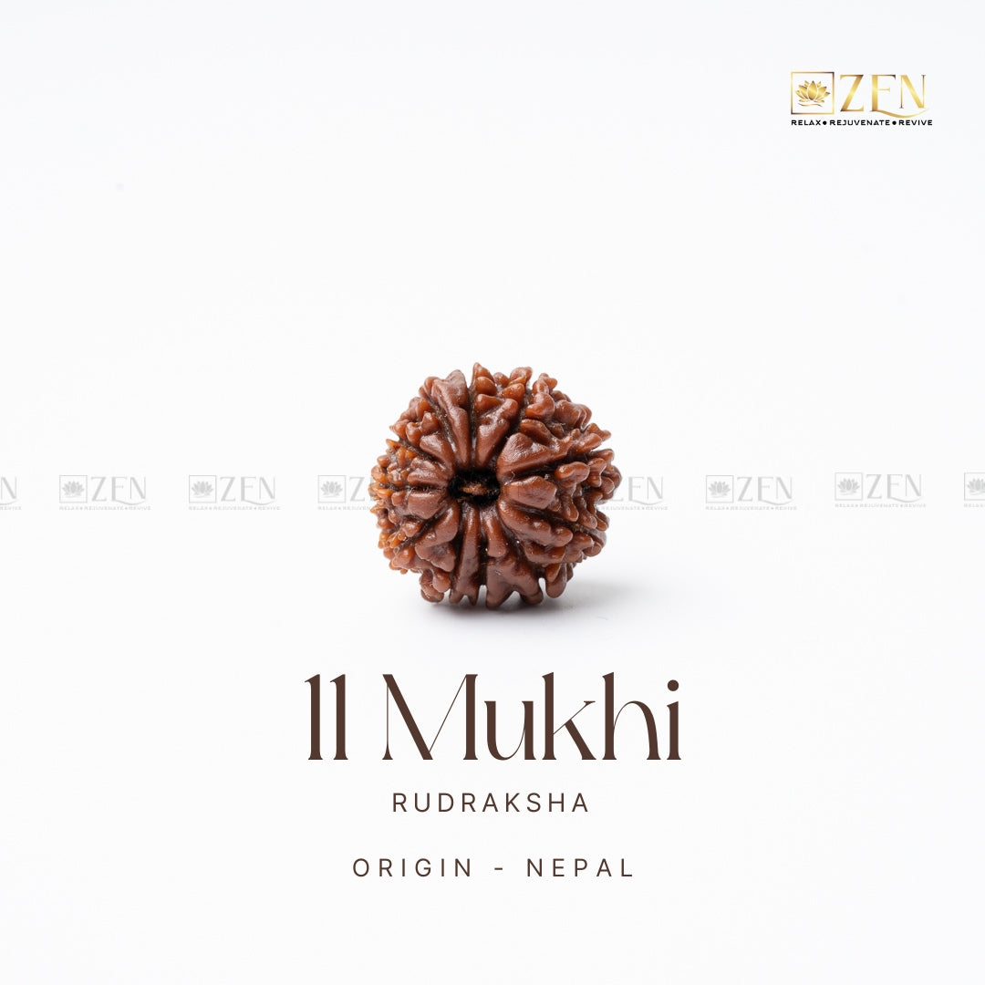 11 mukhi rudraksha | the zen crystals