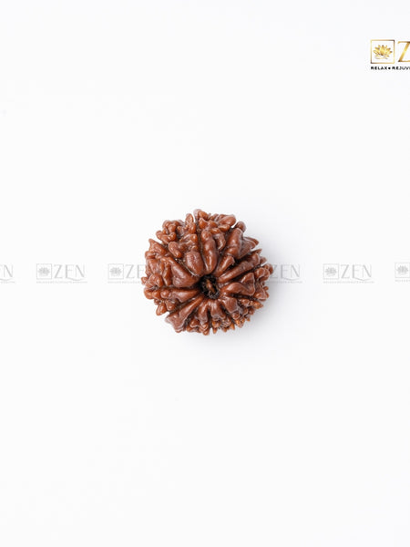 eleven mukhi rudraksha | the zen crystals