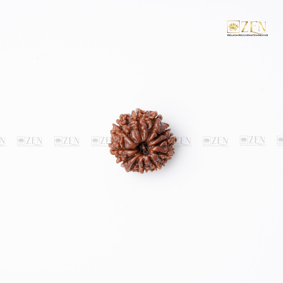 eleven mukhi rudraksha | the zen crystals