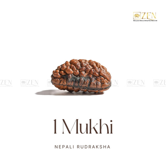 1 Mukhi Rudraksha | The Zen Crystals