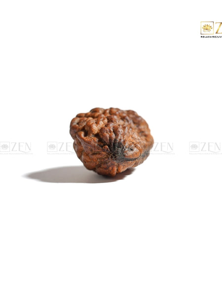 Authentic Certified 1 Mukhi Nepali Rudraksha for Spiritual Growth