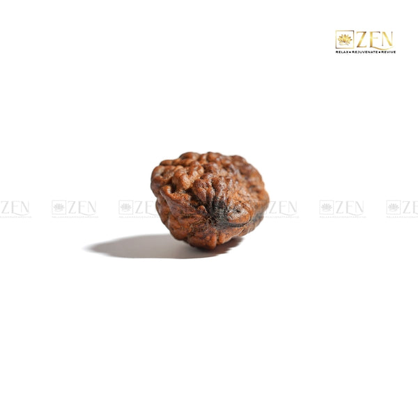 Authentic Certified 1 Mukhi Nepali Rudraksha for Spiritual Growth