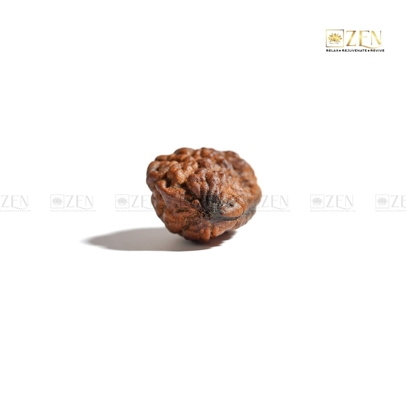 Authentic Certified 1 Mukhi Nepali Rudraksha for Spiritual Growth