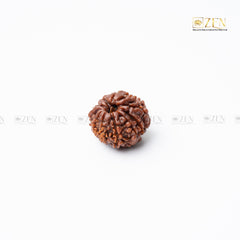 11 mukhi nepali rudraksha | the zen crystals