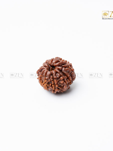 11 mukhi nepali rudraksha | the zen crystals