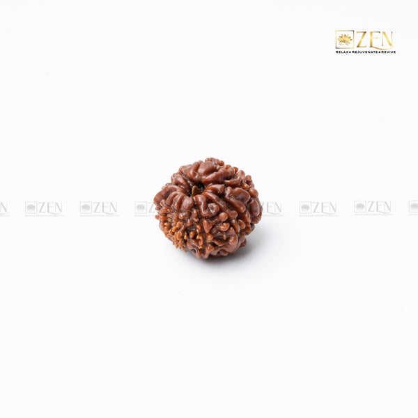 11 mukhi nepali rudraksha | the zen crystals