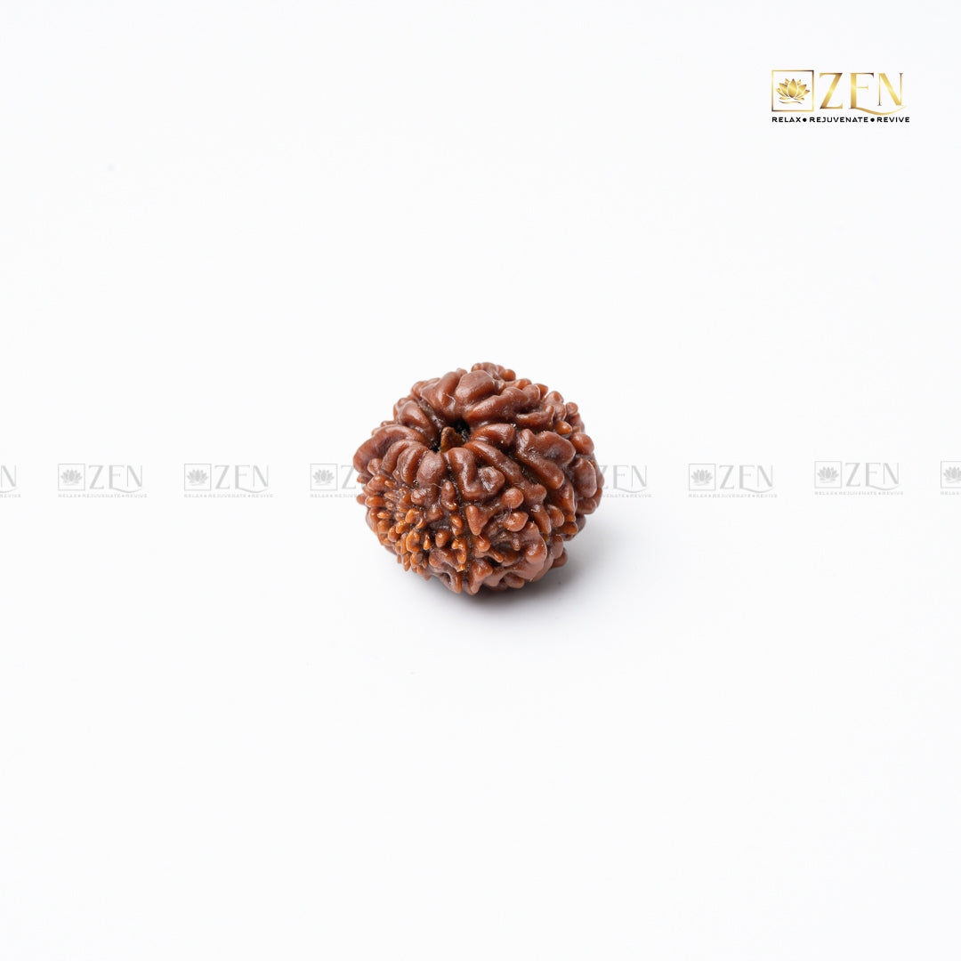 11 mukhi nepali rudraksha | the zen crystals