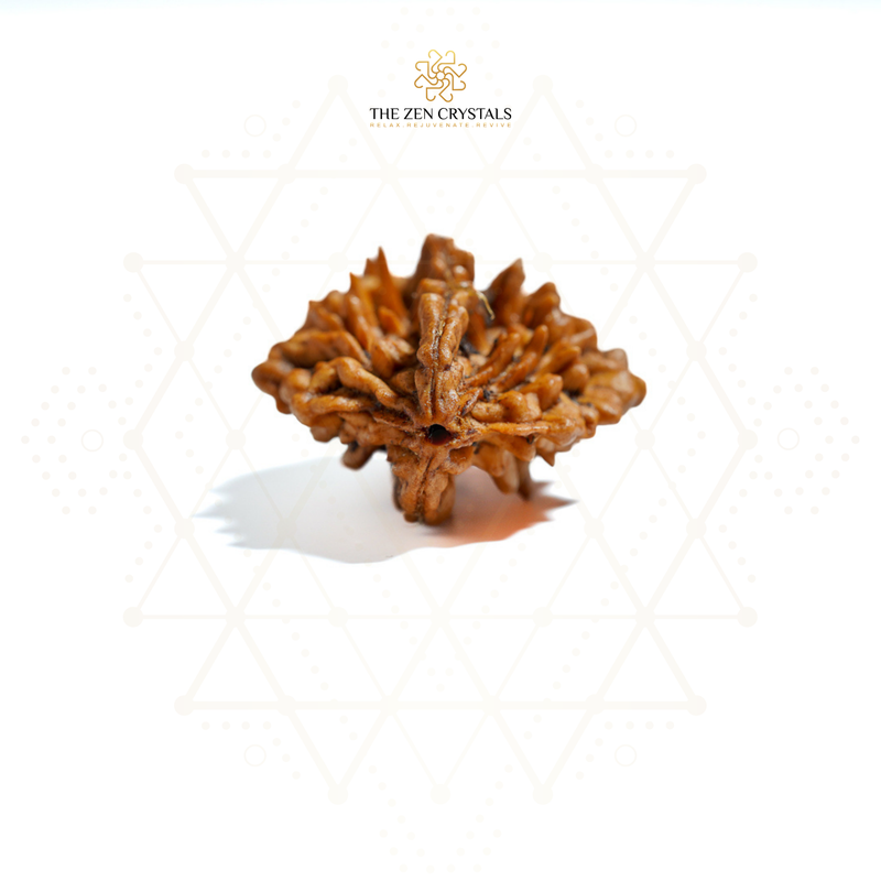 2 mukhi rudraksha with unique growth pattern on a white background, branded 'The Zen Crystals'.