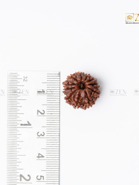 eleven mukhi nepali rudraksha | the zen crystals
