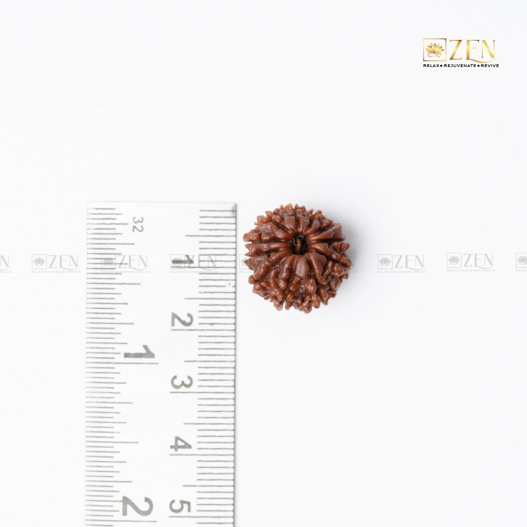 eleven mukhi nepali rudraksha | the zen crystals