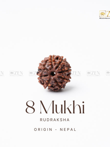 8 Mukhi Rudraksha from Nepal | the zen crystals