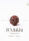 8 Mukhi Rudraksha from Nepal | the zen crystals