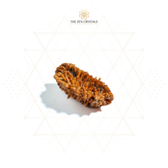 2 mukhi rudraksha on a white background with 'The Zen Crystals' logo.