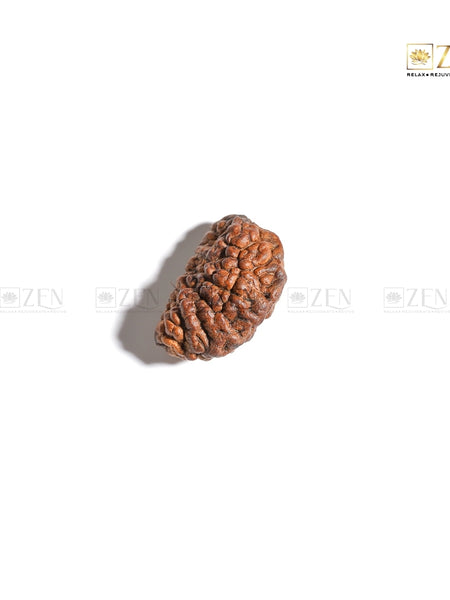Powerful Sun-Ruled Rudraksha for Focus and Financial Success