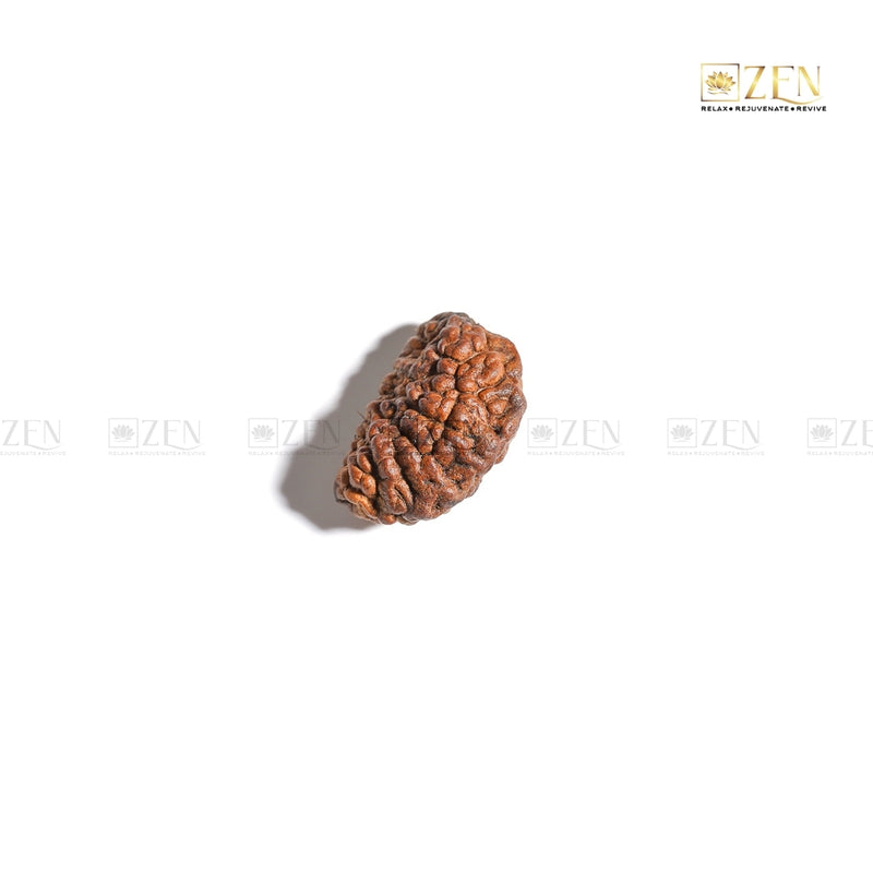 Powerful Sun-Ruled Rudraksha for Focus and Financial Success