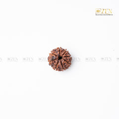 Eight Mukhi Rudraksha from Nepal | the zen crystals