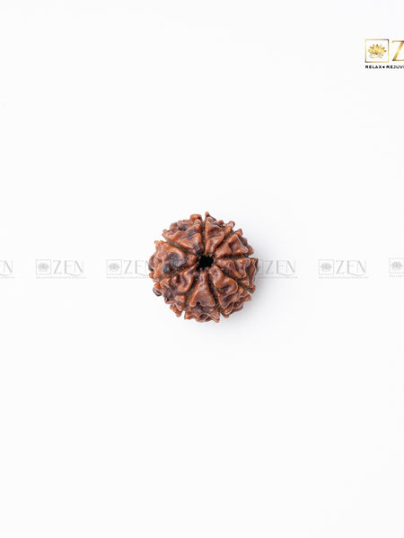 Eight Mukhi Rudraksha from Nepal | the zen crystals