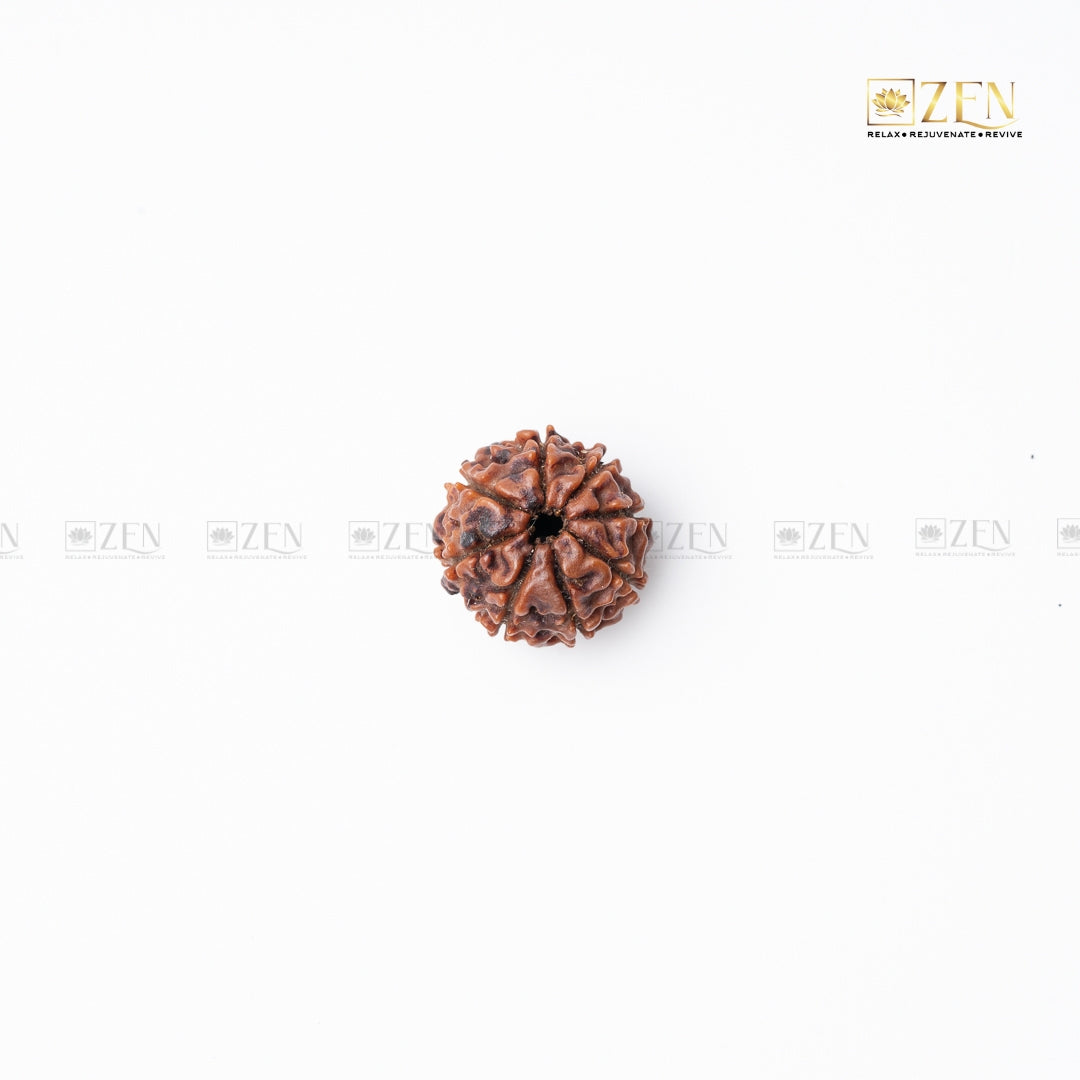 Eight Mukhi Rudraksha from Nepal | the zen crystals