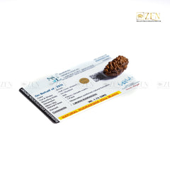 Close-up of 1 Mukhi Rudraksha by The Zen Crystals with Certificate