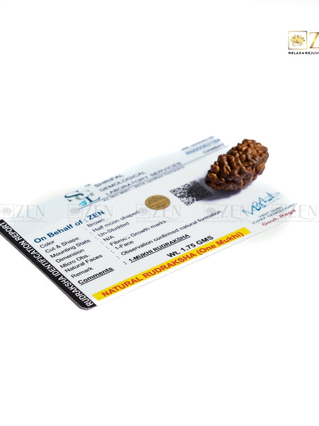 Close-up of 1 Mukhi Rudraksha by The Zen Crystals with Certificate
