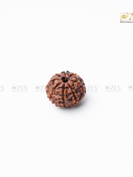 Eight Mukhi Nepali Rudraksha | the zen crystals