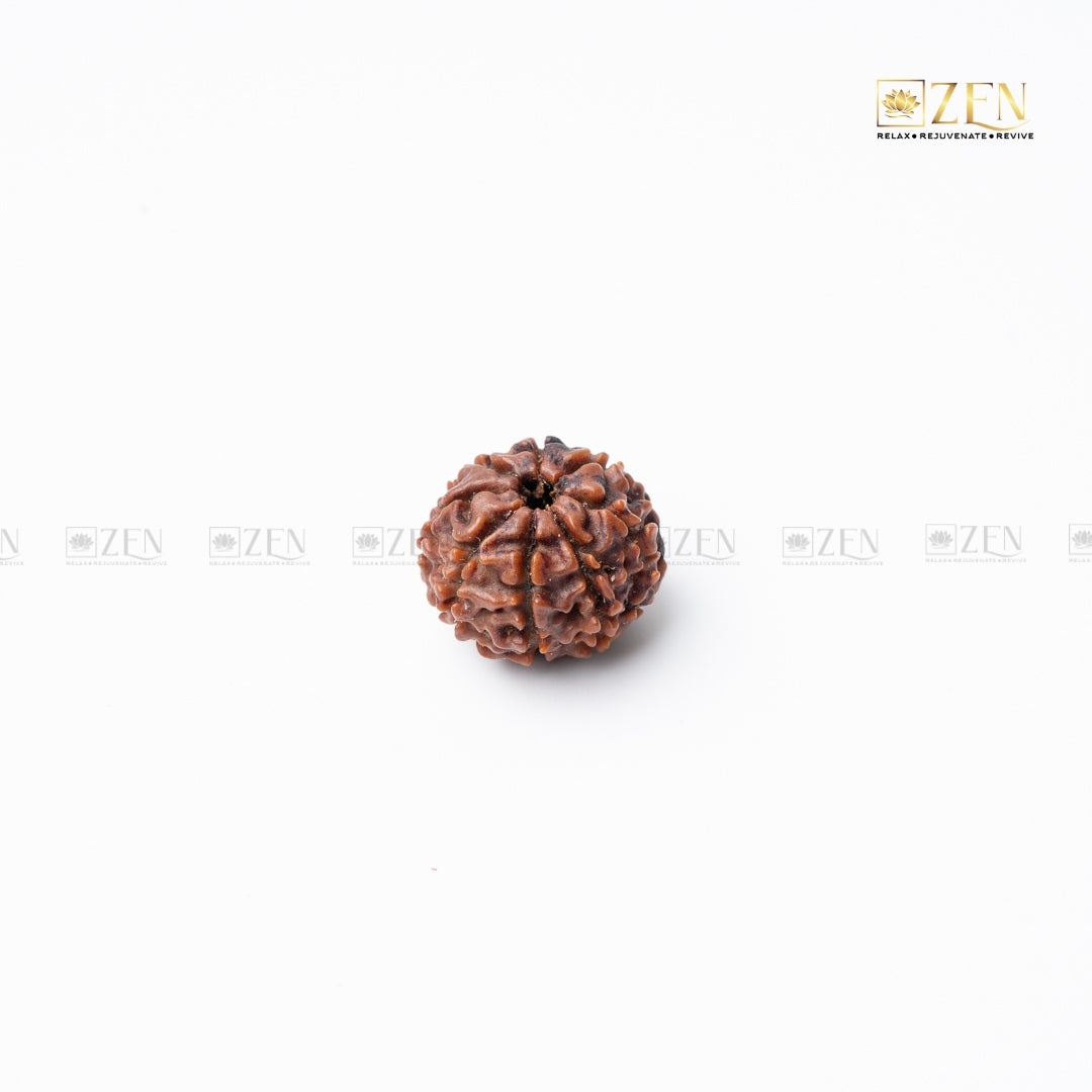 Eight Mukhi Nepali Rudraksha | the zen crystals