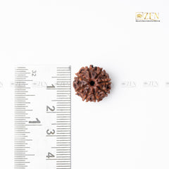 8 Mukhi Nepali Rudraksha | the zen crystals