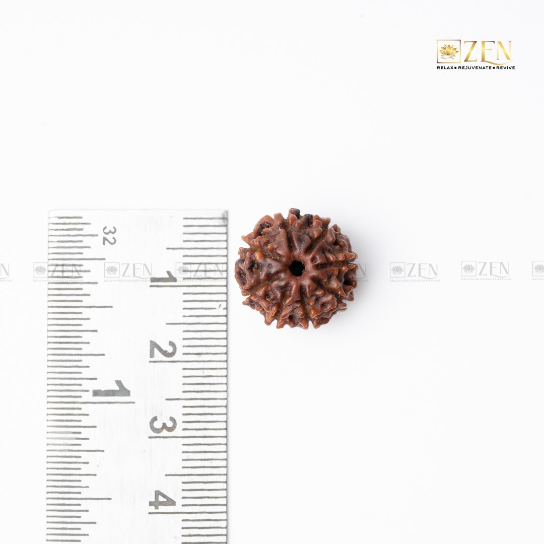 8 Mukhi Nepali Rudraksha | the zen crystals