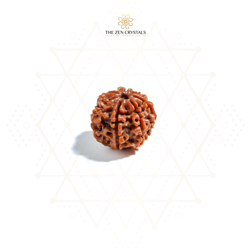 7 Mukhi Nepali Rudraksha bead on a white background with 'The Zen Crystals' logo.