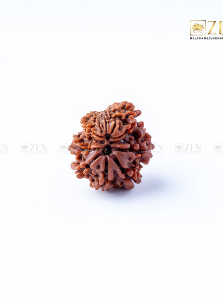 Gauri Shankar Rudraksha - Nepal | the zen crystals