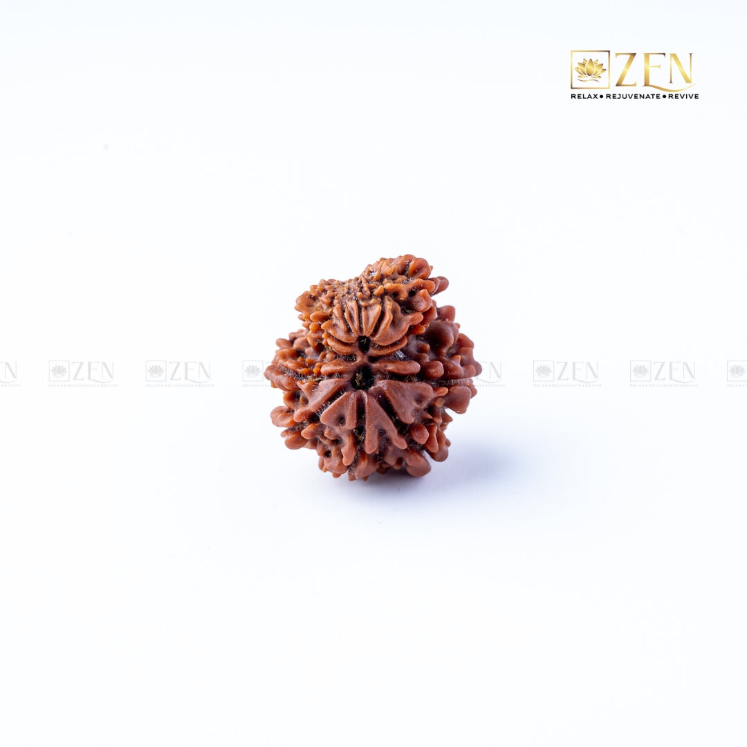 Gauri Shankar Rudraksha - Nepal | the zen crystals