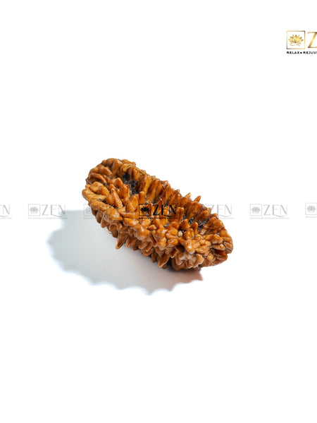 2 Mukhi Nepali Rudraksha | The Zen Crystals
